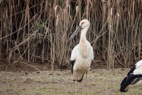 An Oriental Stork standing on wet bare ground in front of tall dry reeds, white with black flight feathers, a long black bill and pink legs, with a second bird at the edge of the frame.