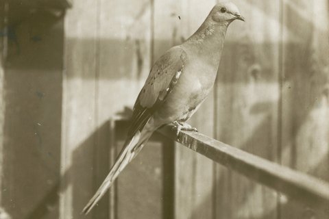 A sepia photograph of a Passenger Pigeon perched on a wooden rail inside an aviary, long tail hanging down behind it, a plank wall in the background.