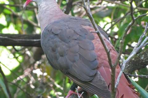 A Pink Pigeon perched among branches, pale pink about the head and breast with dark brown wings and a rust-coloured tail.