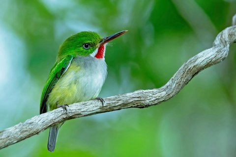 A Puerto Rican Tody perched on a thin branch in profile, bright green above, white below, with a red throat and a long flat bill.
