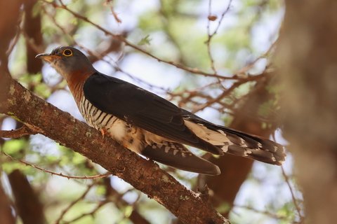A Red-chested Cuckoo along a branch in profile, slate grey above with a deep rufous breast.