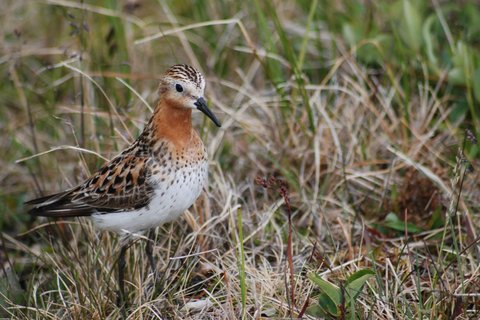 A Red-necked Stint in breeding plumage standing among short grass, the face and throat brick red, the upperparts marked with black and chestnut.
