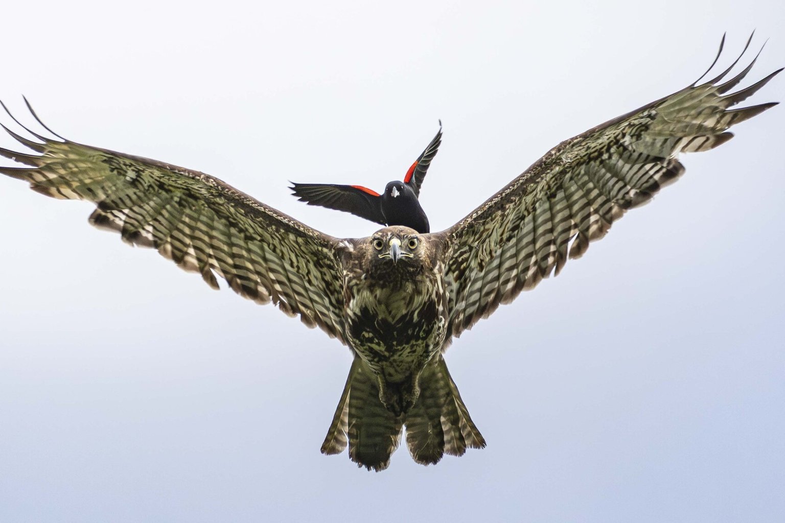 A Red-tailed Hawk seen from below in flight against a pale sky, wings fully spread, with a Red-winged Blackbird perched on its back mobbing it.