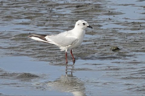 A Saunders's Gull standing in shallow water on a tidal flat, dark-billed, with dark markings on the head.
