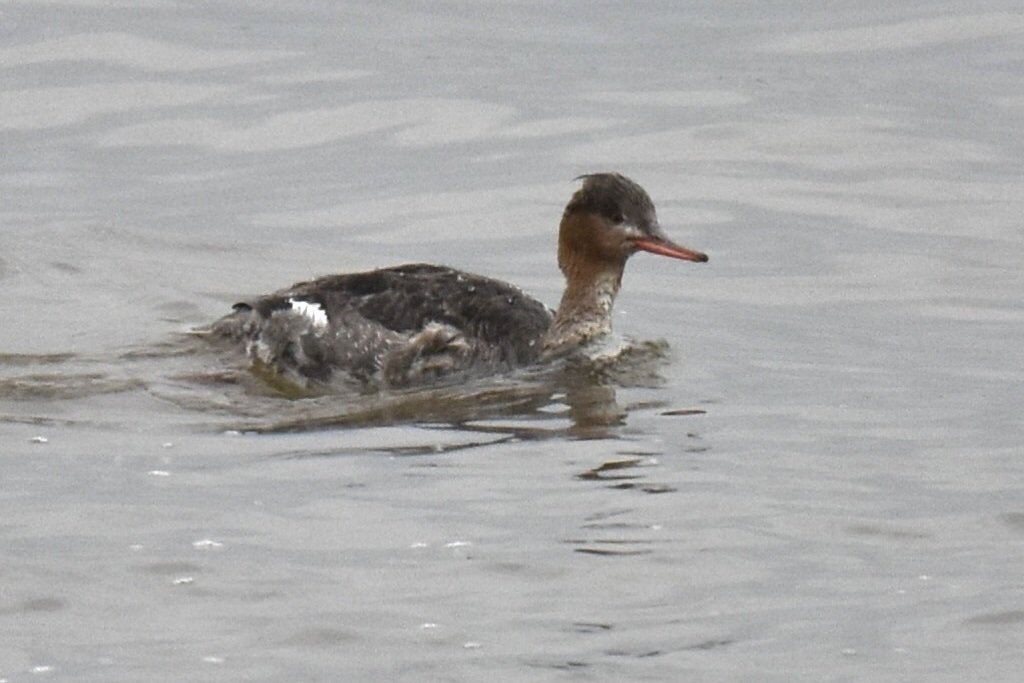 A Scaly-sided Merganser swimming on open grey water in profile, with a rust-brown head, a shaggy crest and a narrow red bill.
