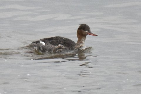 A Scaly-sided Merganser swimming on open grey water in profile, with a rust-brown head, a shaggy crest and a narrow red bill.