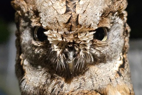 A Scops Owl facing the camera at close range, bark-patterned grey and brown with short ear tufts and dark eyes.