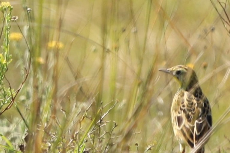 A small streaked bird perched low among tussock grass and flowering plants on high open grassland.