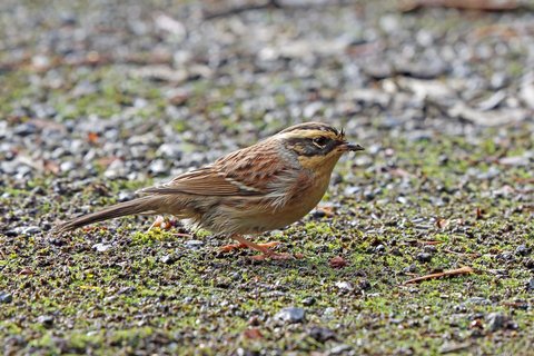A Siberian Accentor on open gravel, streaked brown above with a broad buff stripe over the eye and a dark crown.