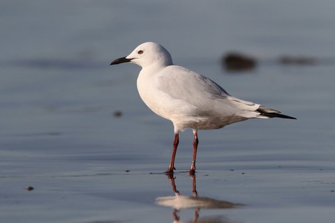 A Slender-billed Gull standing on wet sand in profile, white with a pale grey mantle, a long sloping forehead and a long dark red bill.