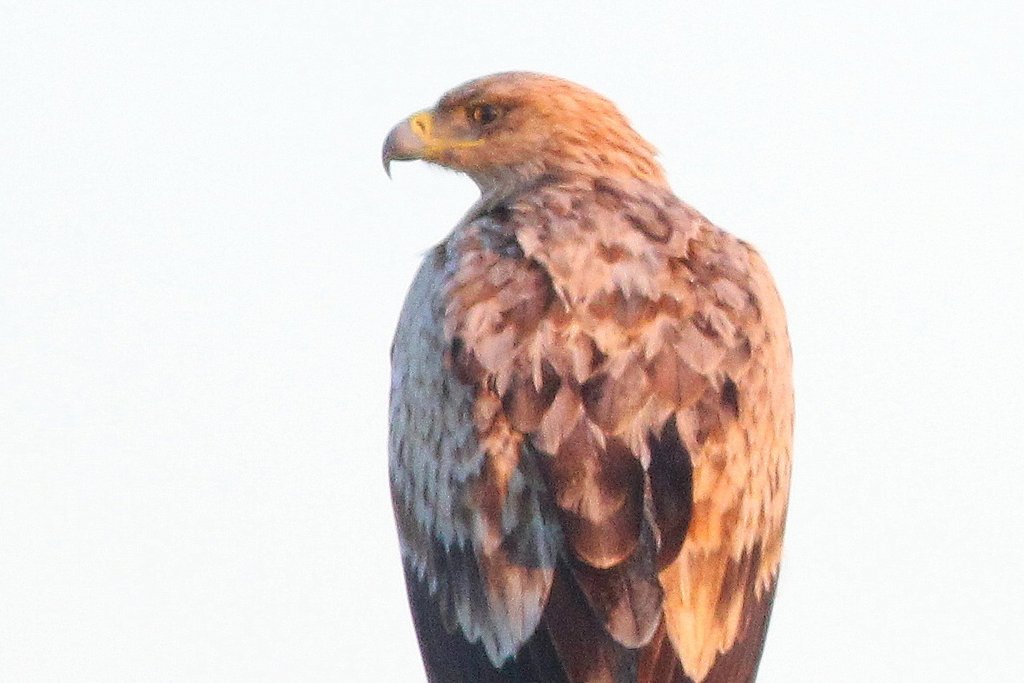 A Spanish Imperial Eagle perched against a plain pale sky, seen from behind and to the side, rich rufous-brown with a golden nape and grey-barred flight feathers.