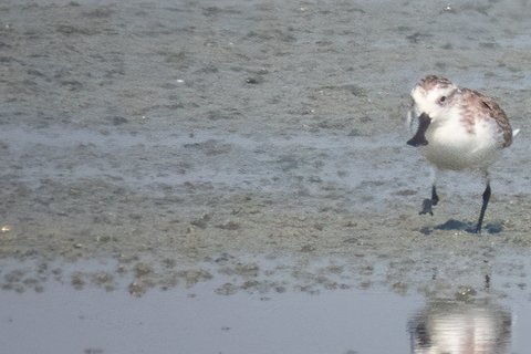 A Spoon-billed Sandpiper feeding on a wet mudflat, seen at distance in profile, with other small waders behind it.