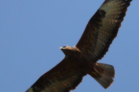 A Steppe Buzzard seen from below in flight against a blue sky, warm rufous-brown with dark wingtips and a pale panel in the outer wing.