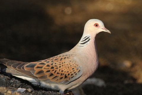 A Turtle Dove on bare ground in profile, showing the black and white barred patch on the side of the neck and the orange scaled pattern across the wing.