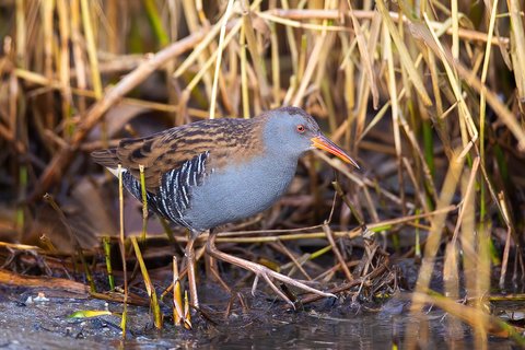 A Water Rail at the edge of a reedbed, half screened by dead stems, showing its grey face, long red bill and barred flanks.