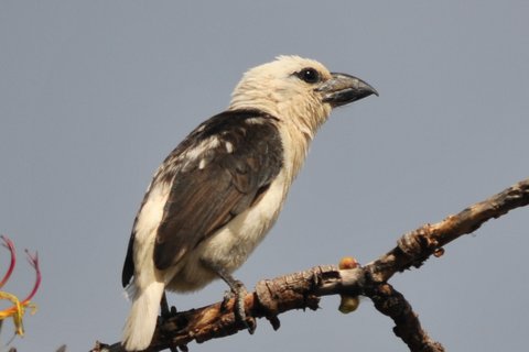 A White-headed Barbet perched along a branch, dark brown with a white head and breast and a heavy pale bill.