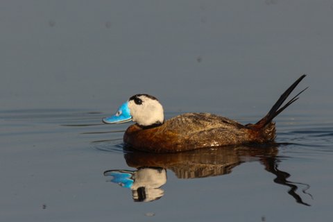A drake White-headed Duck swimming in profile on still water, with a white head, a black crown and a swollen bright blue bill.