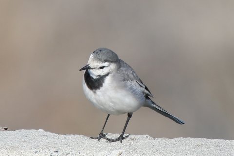 A White Wagtail standing on a concrete ledge in the open, black bib and cap, grey back, long tail, head turned to one side.