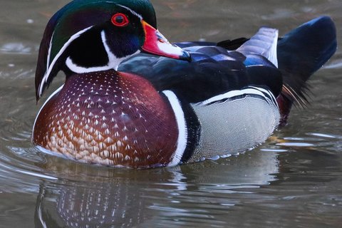 A drake Wood Duck on still water, glossy green and purple on the head with white face stripes, a red eye and a chestnut breast.