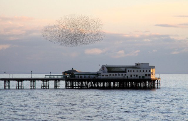 A dense flock of starlings turning as a single dark cloud in a pale dusk sky above a Victorian seaside pier and its pavilion, with calm sea below.