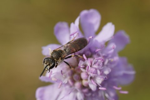 A small dark solitary bee feeding at the pale lilac head of a scabious flower, its body banded with fine pale hair.