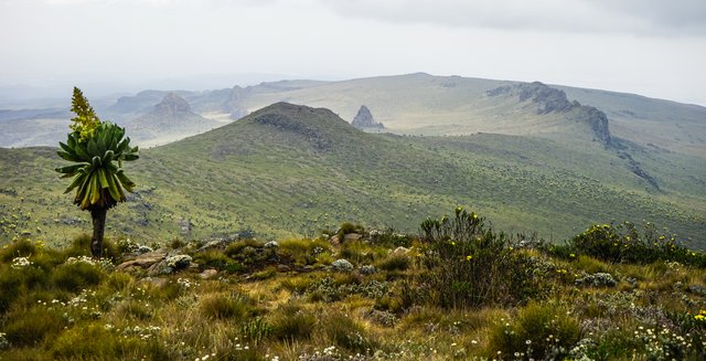 High-altitude moorland in Kenya's Aberdare range: coarse tussock grass and a giant groundsel in the foreground, a long green ridge under low mist behind.