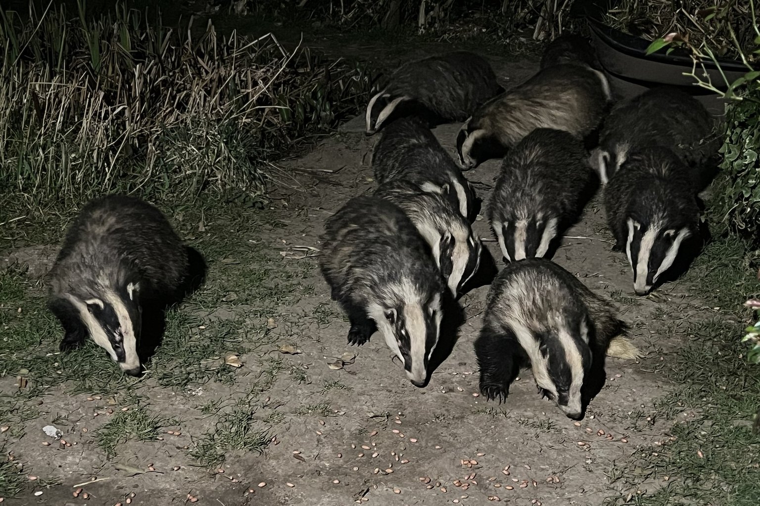 Several European Badgers foraging close together on bare earth outside a sett at night, their black and white striped faces turned down to the ground.