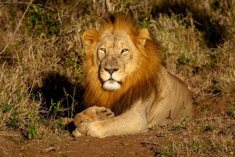 An adult male Lion lying in dry grass at the edge of scrub, head up and facing the camera, with a full dark-edged mane.