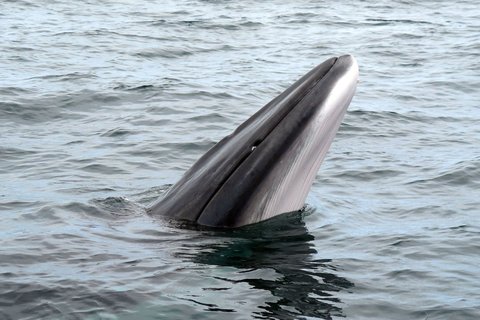 A Minke Whale breaking the surface of grey water, its pointed rostrum and the pale line along the jaw clearly above the waterline.