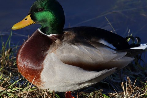 A Mallard photographed in January. A drake in full breeding plumage: bottle-green head, white collar, grey body.