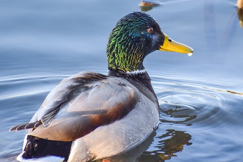 A Mallard photographed in February. Still in full breeding plumage, and paired up.