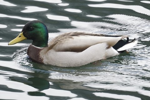 A Mallard photographed in March. Breeding plumage holds through the spring.
