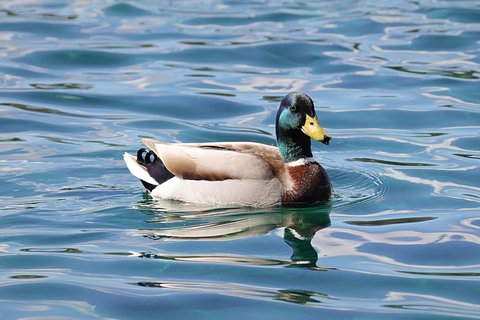A Mallard photographed in April. Breeding plumage, and the first broods are on the water.