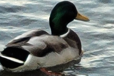 A Mallard photographed in May. Drakes still bright while the females are sitting.