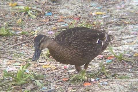 A Mallard photographed in June. Duller now: the gloss is going off the head as the moult begins.