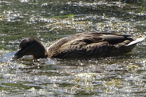 A Mallard photographed in July. No green head anywhere in this month’s records — a mottled brown bird on the water.