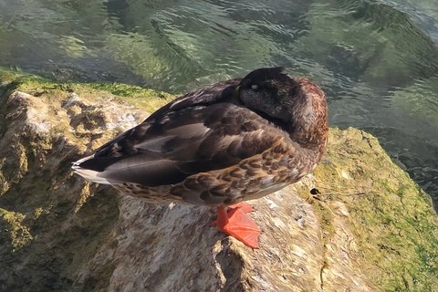 A Mallard photographed in August. Brown and nondescript, with the orange legs still showing.