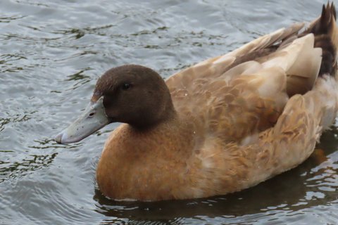 A Mallard photographed in September. A heavy brown bird of drake proportions, the head beginning to darken again.