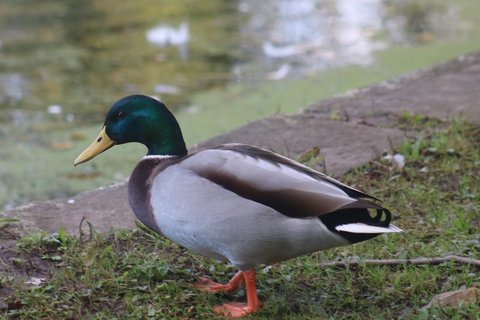 A Mallard photographed in October. The green is back: a drake in fresh breeding plumage on the bank.
