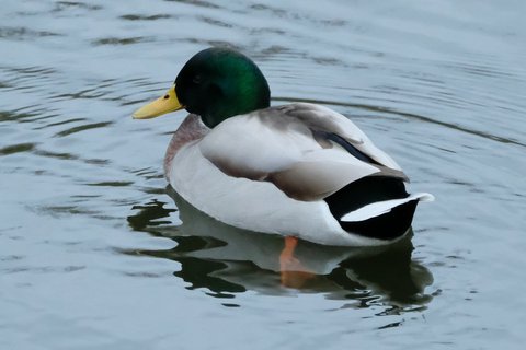 A Mallard photographed in November. Full breeding plumage again, and the winter flocks forming.
