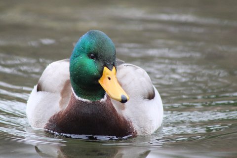 A Mallard photographed in December. Mid-winter, in complete breeding dress.