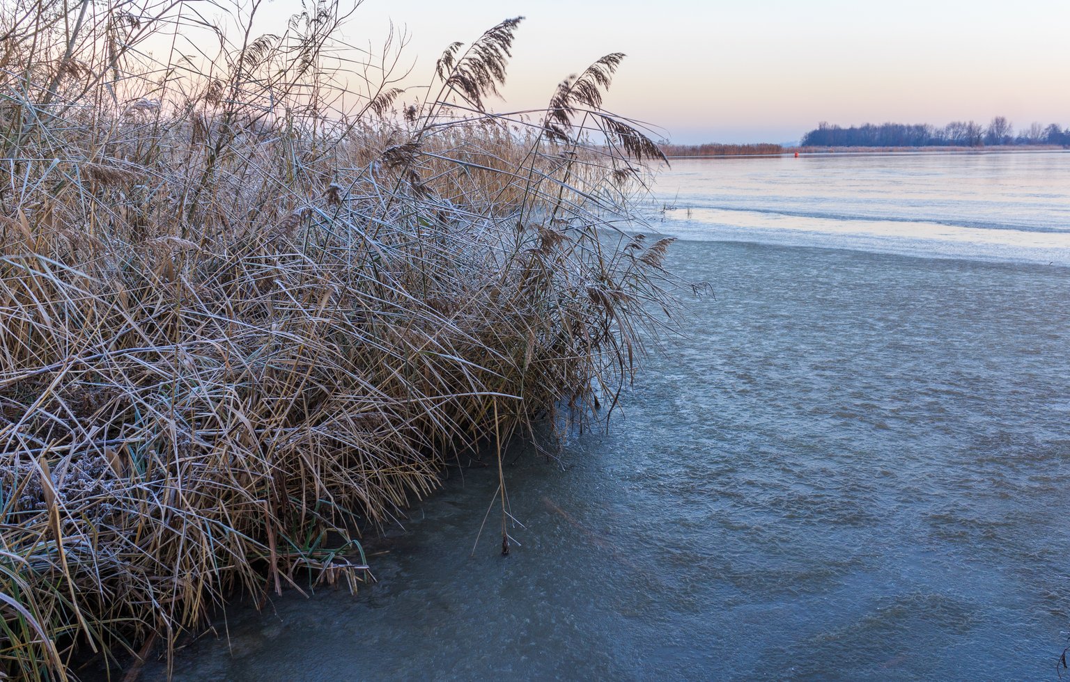 Frost-covered reeds along the edge of a frozen shallow lake at dawn, with the far shore low on the horizon under a pale sky.