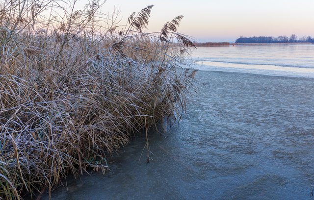Frost-covered reeds along the edge of a frozen shallow lake at dawn, with the far shore low on the horizon under a pale sky.