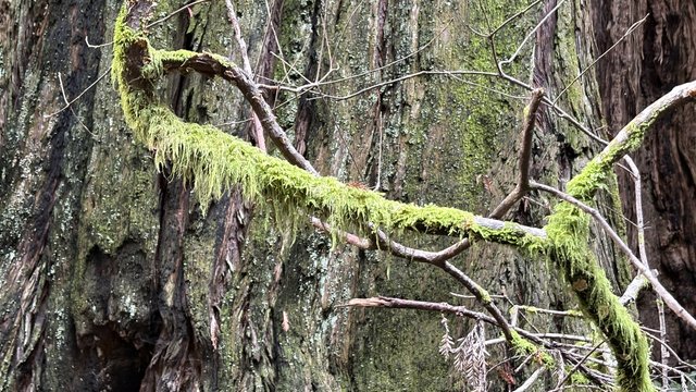 A moss-covered branch lying against the deeply furrowed trunk of a giant redwood, in soft forest light.